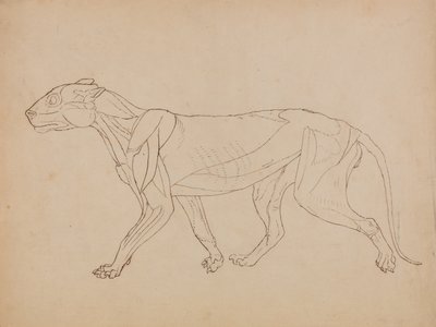 Vergleichende anatomische Darstellung der Struktur des menschlichen Körpers mit der eines Tigers und einer Kuh von George Stubbs